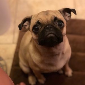 Meet your Posher, Bernice